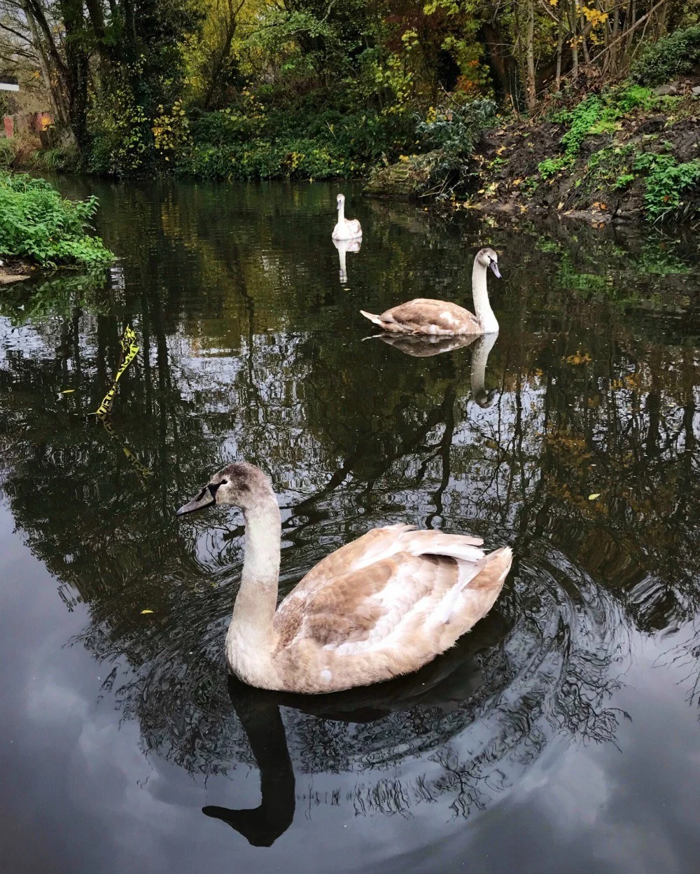 Things to do near Stroud - Swans on Stroud Canal with Michael Paul Holidays Photo Heatheronhertravels.com