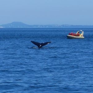 Whale watching in Canada