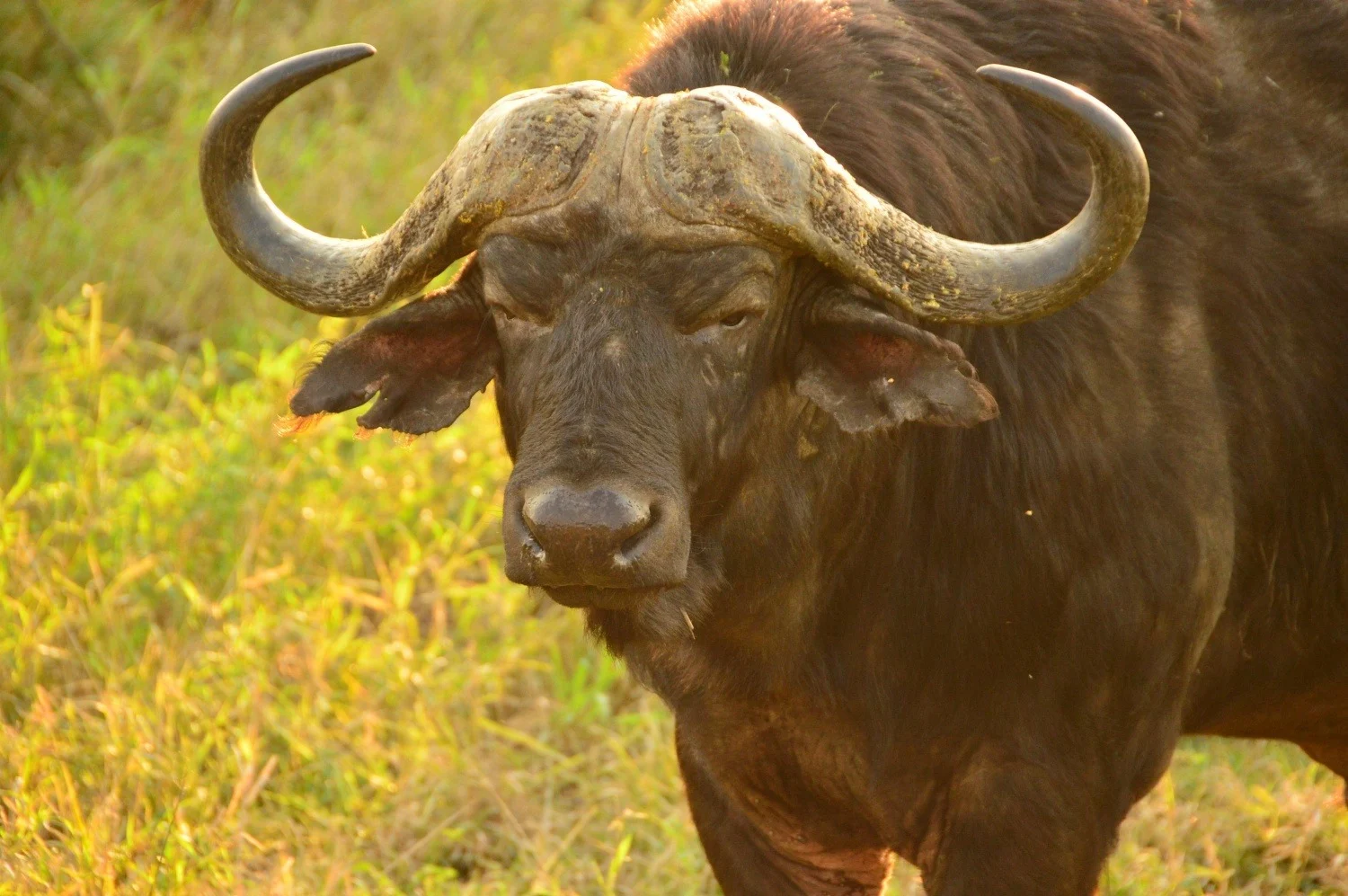 Buffalo in Thanda Game Reserve South Africa Photo Amanda O'Brien