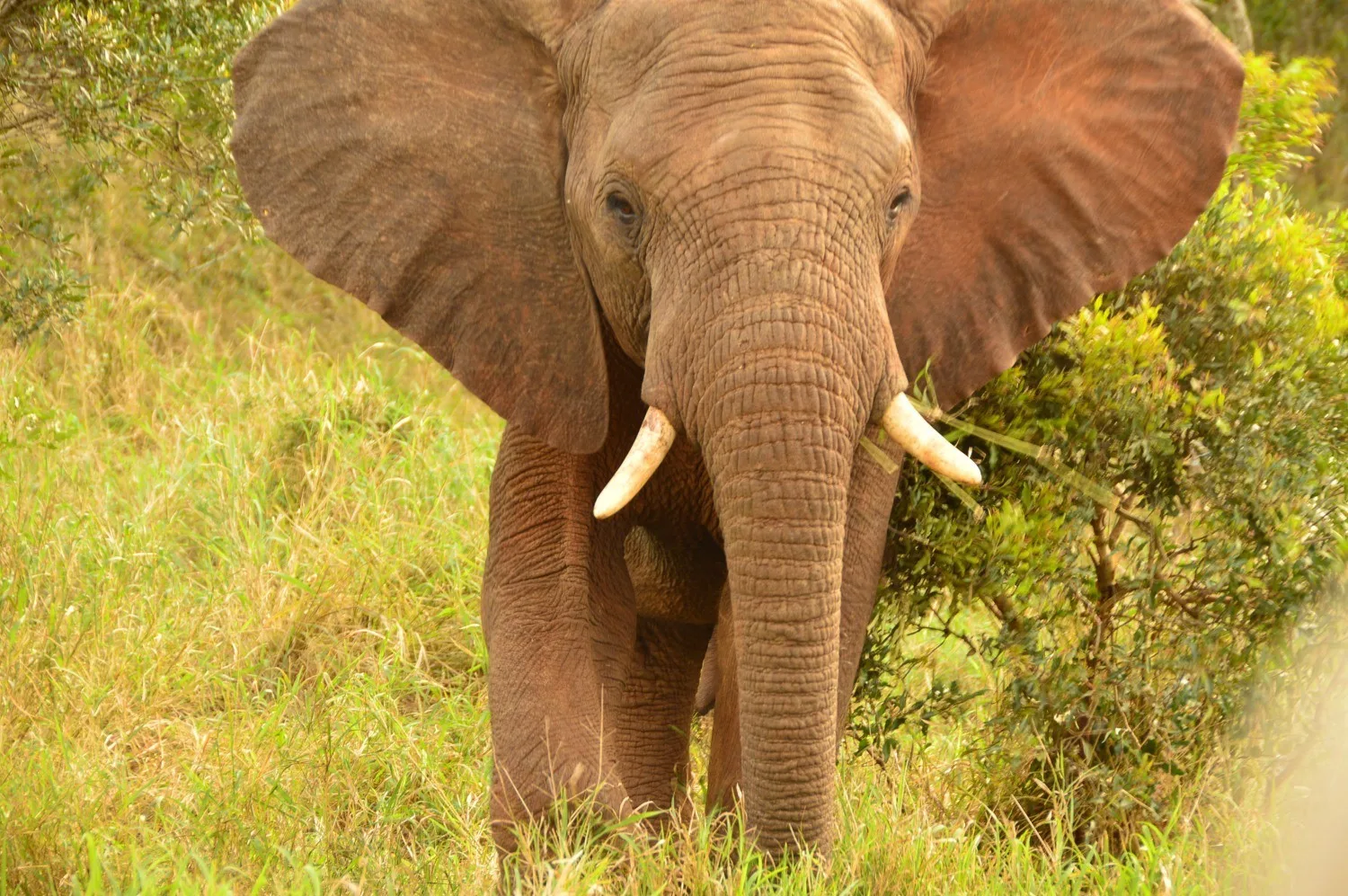 Elephant in Thanda Game Reserve South Africa Photo Amanda O'Brien