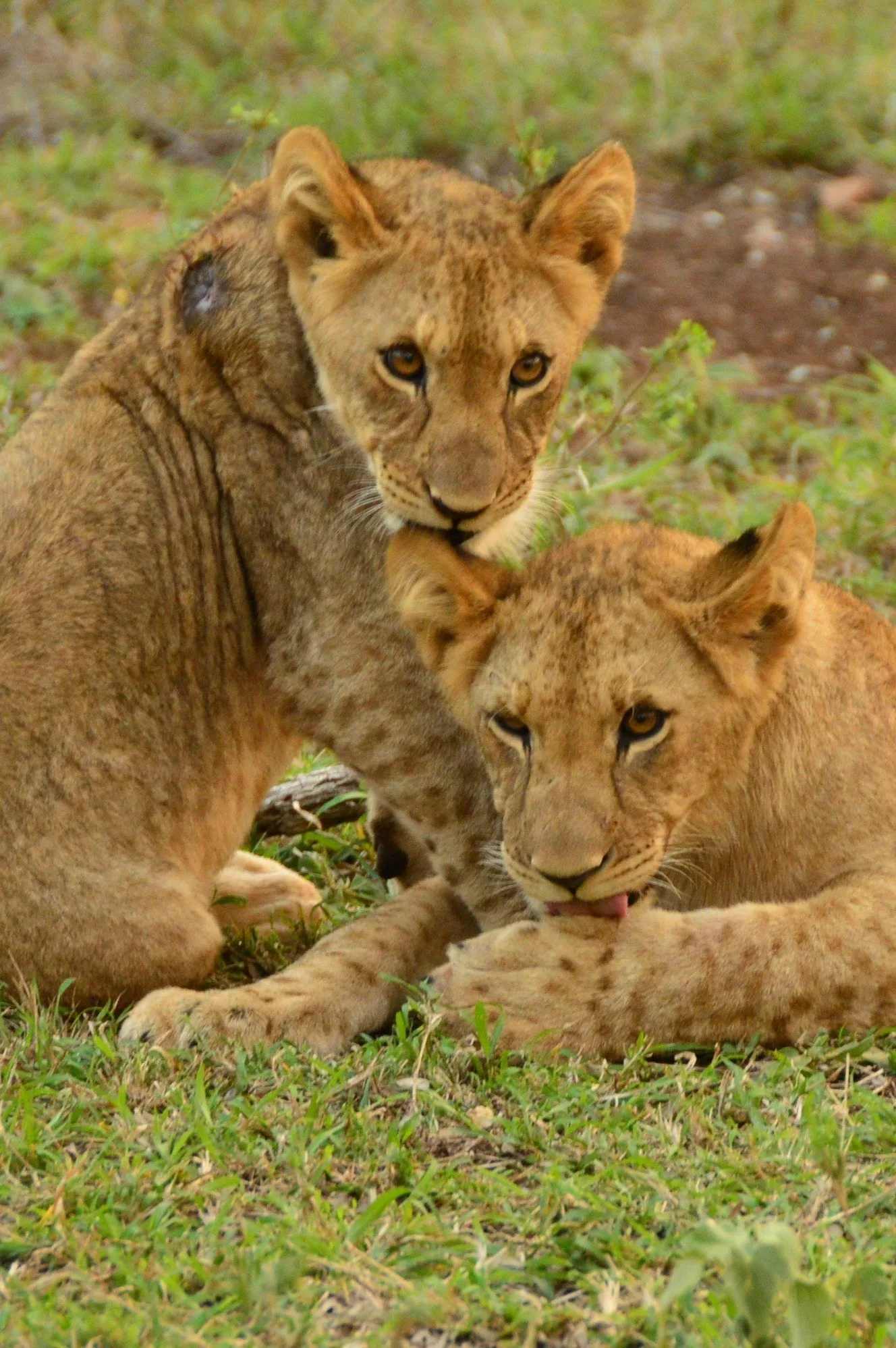 Lion in Thanda Game Reserve South Africa Photo Amanda O'Brien