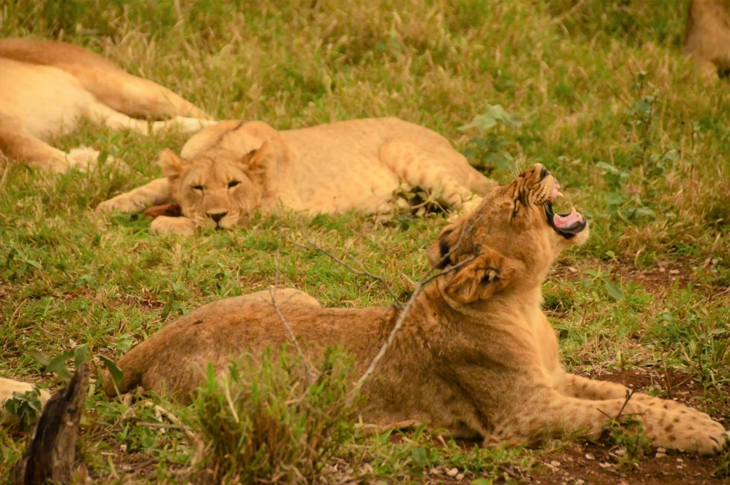 Lion in Thanda Game Reserve South Africa Photo Amanda O'Brien