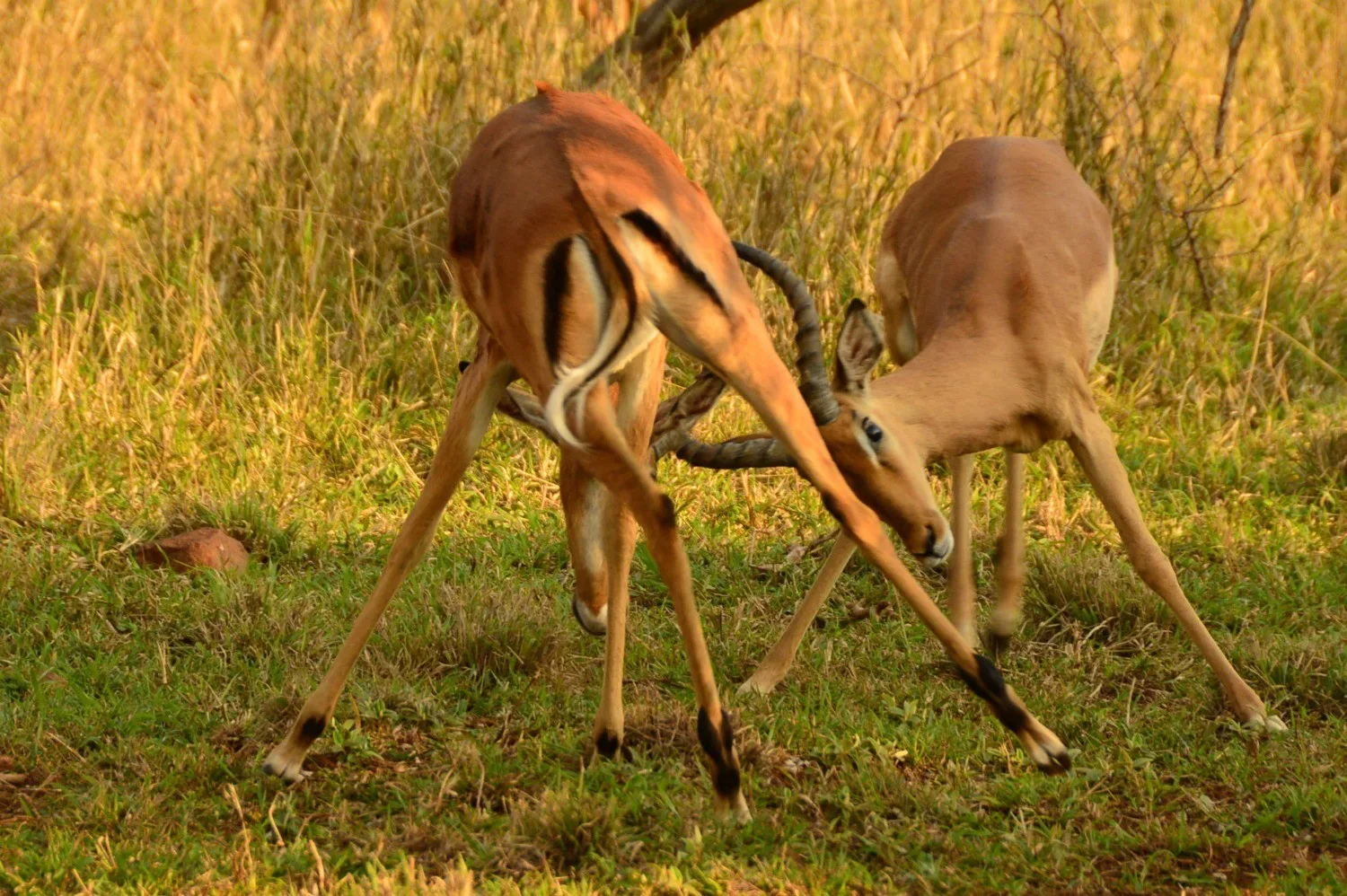 Thanda Game Reserve South Africa Photo Amanda O'Brien