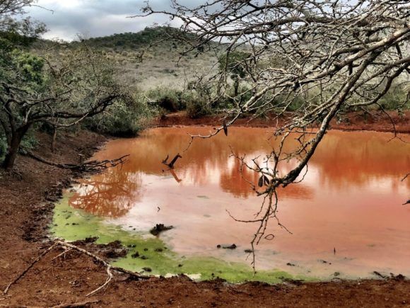 Exploring a Private Game Reserve Safari in South Africa