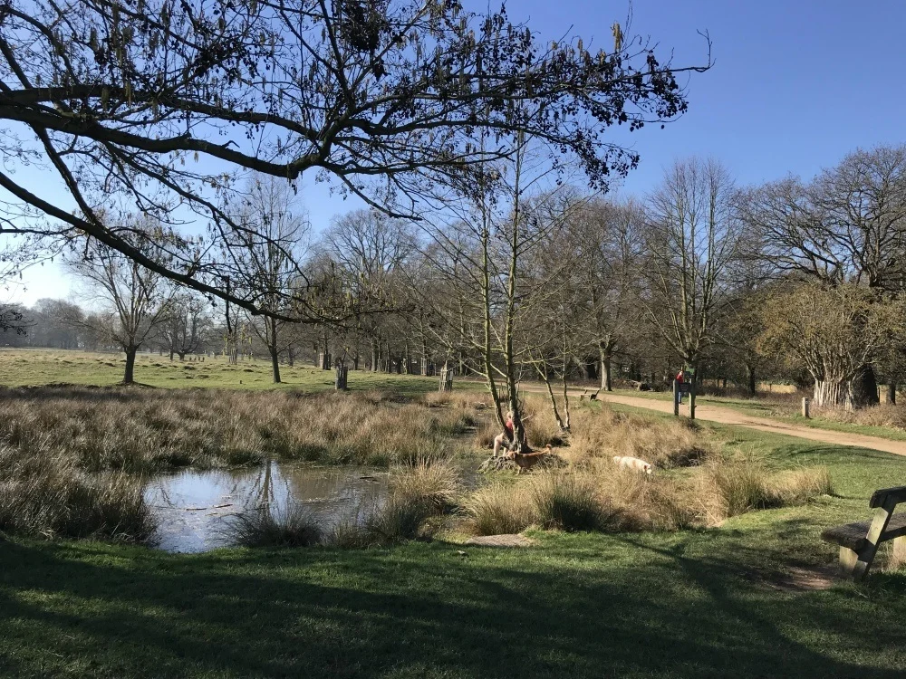 Richmond Park Photo Heatheronhertravels