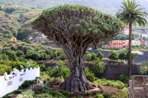 Dragon Tree Icod de los Vinos Tenerife