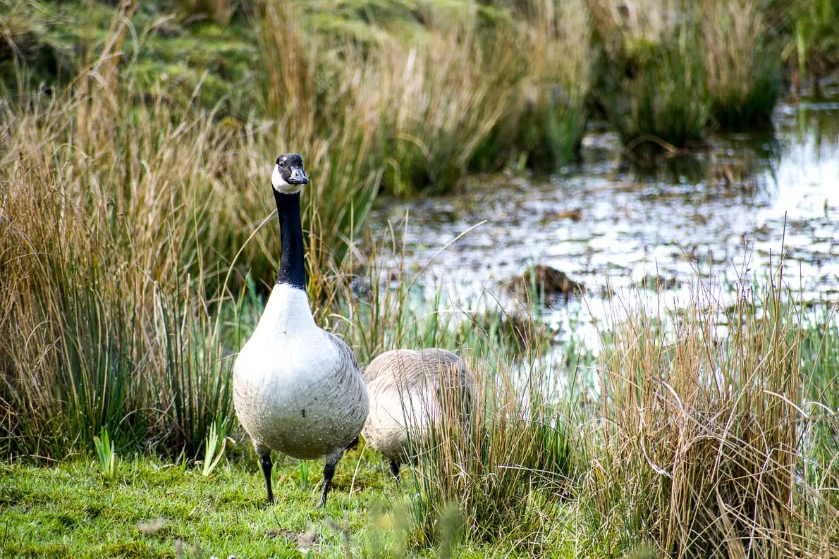 Parc Slip Nature Reserve Photo Kidsandcompass.com