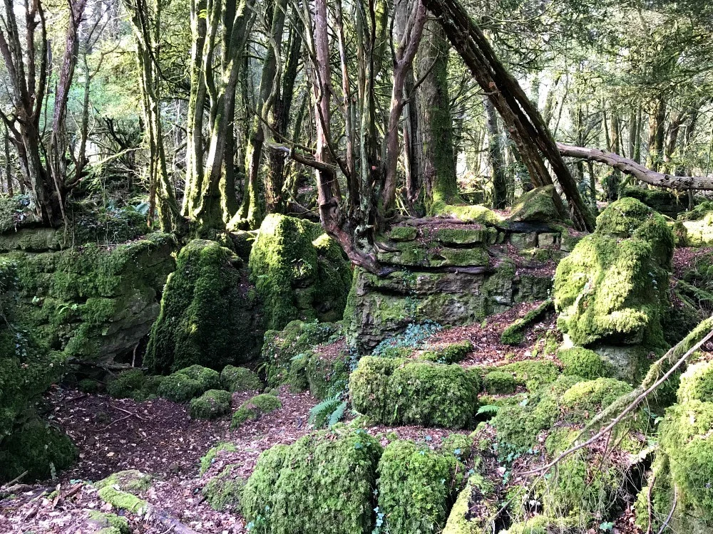 What to do in the Forest of Dean - Puzzlewood Forest of Dean Photo Heatheronhertravels.com