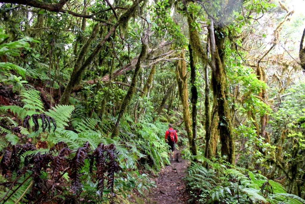 Walking in Tenerife - the Anaga Mountains Tenerife