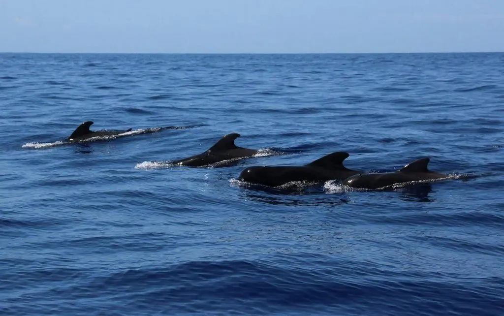 Pilot whales in channel between Tenerife and La Gomera