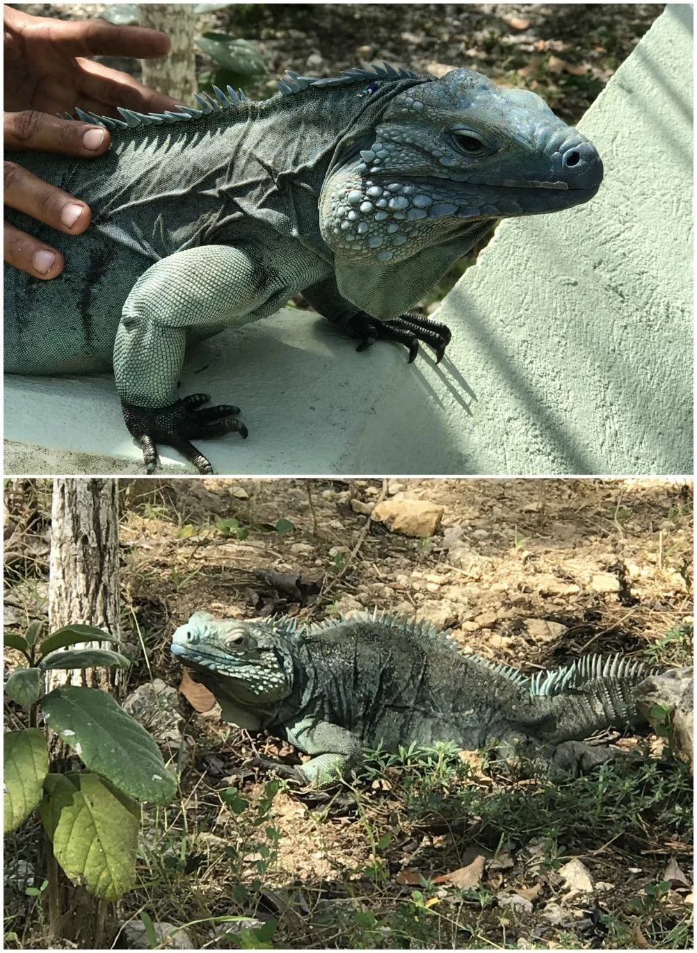 The Cayman Blue Iguana on Grand Cayman