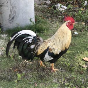 Chickens on Grand Cayman