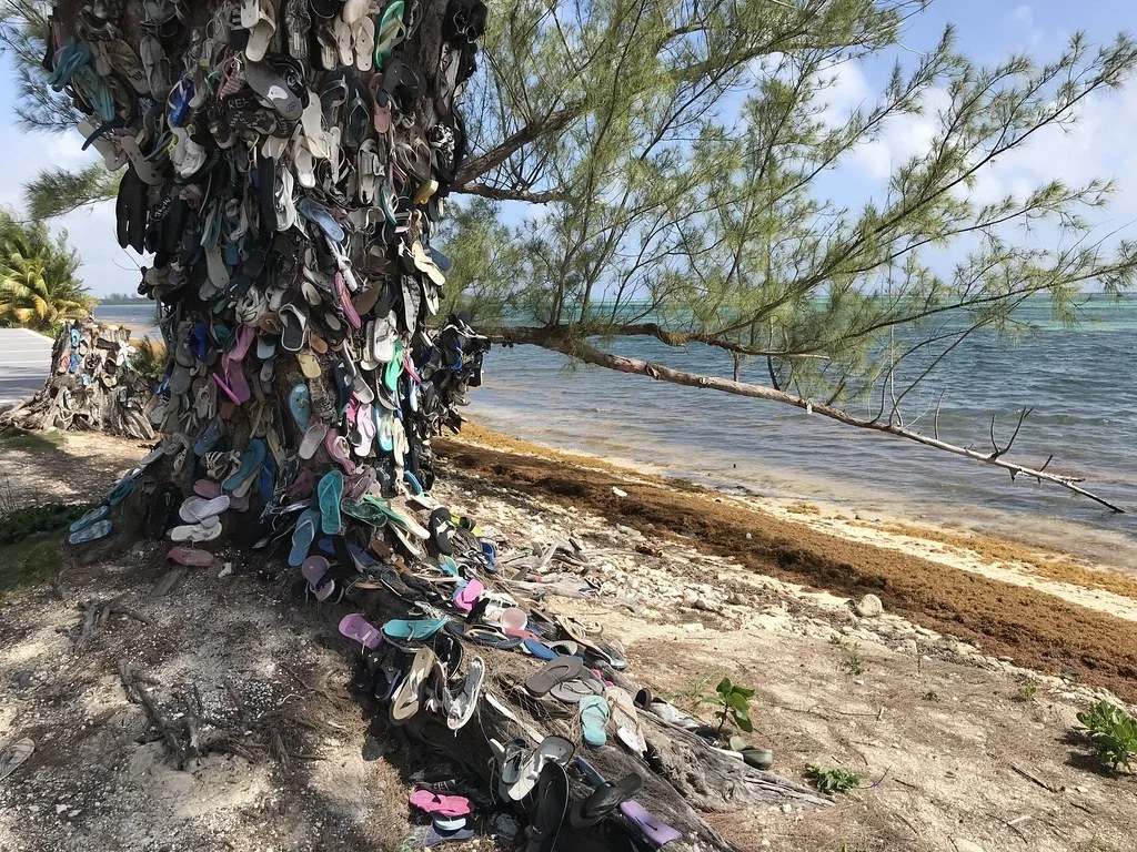 Flipflop tree Grand Cayman