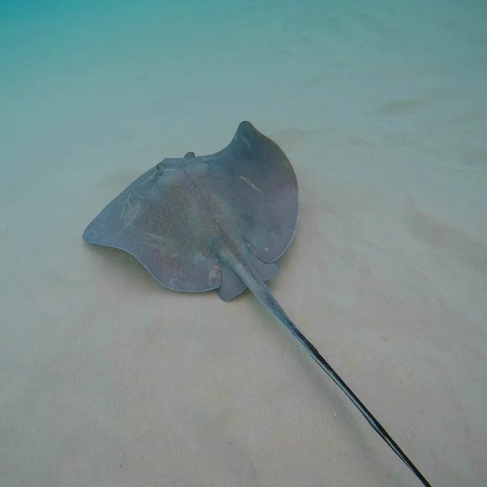 Stingray City on Grand Cayman Photo Heatheronhertravels.com