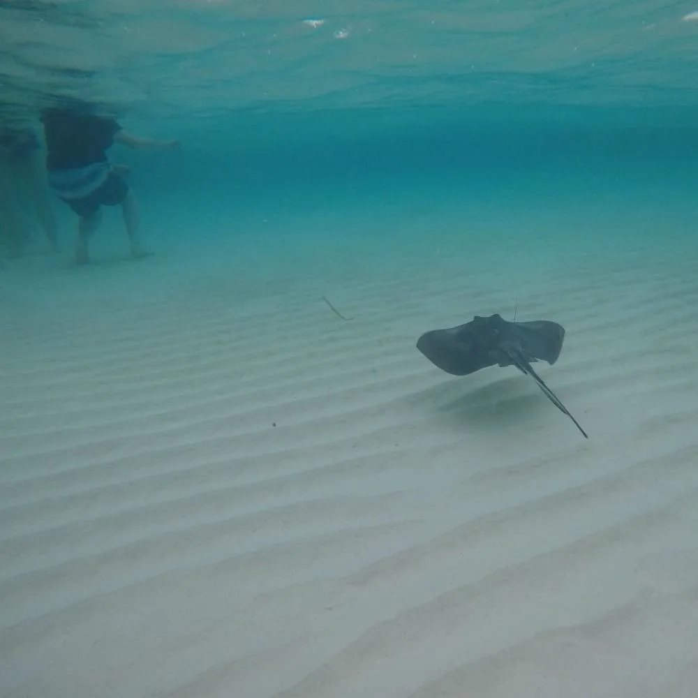 Stingray City on Grand Cayman Photo Heatheronhertravels.com