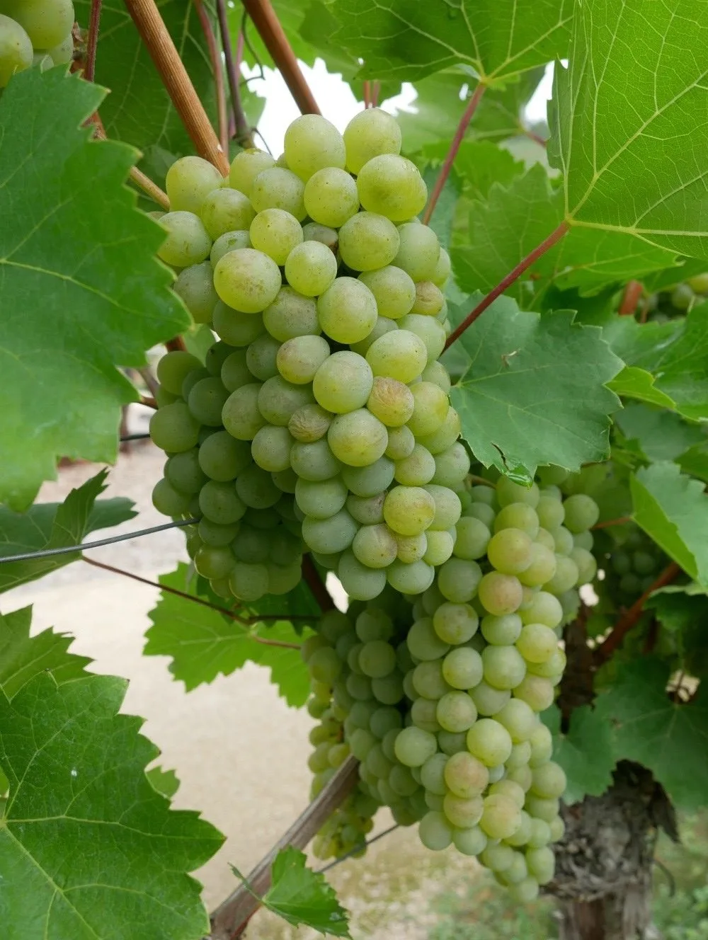 Grapes at Schloss Wackerbarth winery near Dresden, Saxony, Germany Photo Heatheronhertravels.com