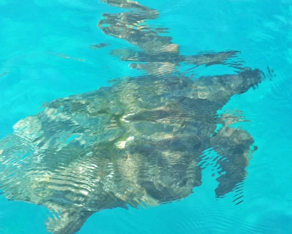 Turtles on Zakynthos