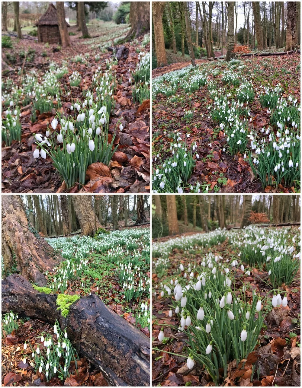 Snowdrops at Painswick Rococo Gardens in the Cotswolds Photo- Heatheronhertravels.com