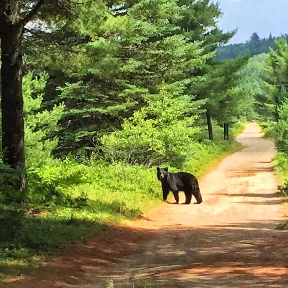 Algonquin Park, Ontario, Canada - Photo: Heatheronhertravels.com