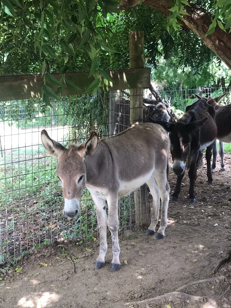 Donkey Sanctuary in Antigua Photo Heatheronhertravels.com