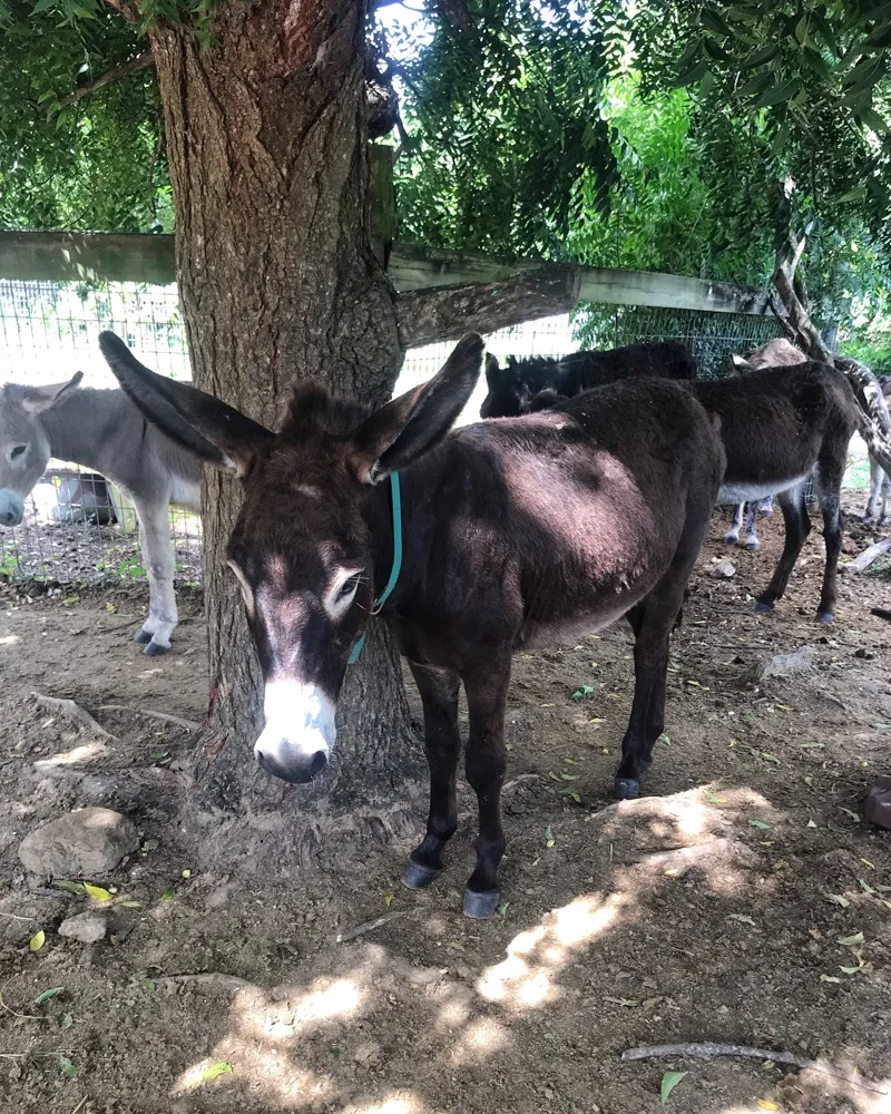 Donkey Sanctury Antigua Photo Heatheronhertravels.com