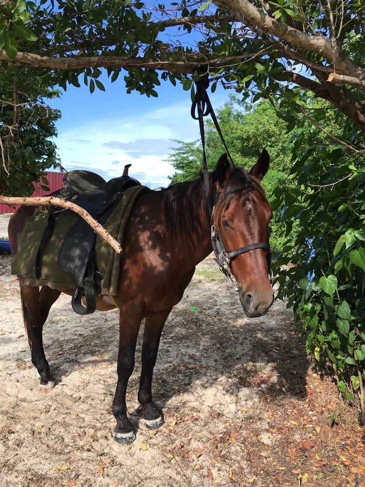 Horse riding in Antigua Photo Heatheronhertravels.com