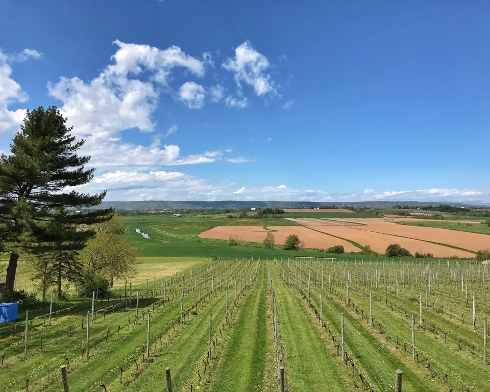 Planter's Ridge Winery, Nova Scotia, Canada Photo Heatheronhertravels.com