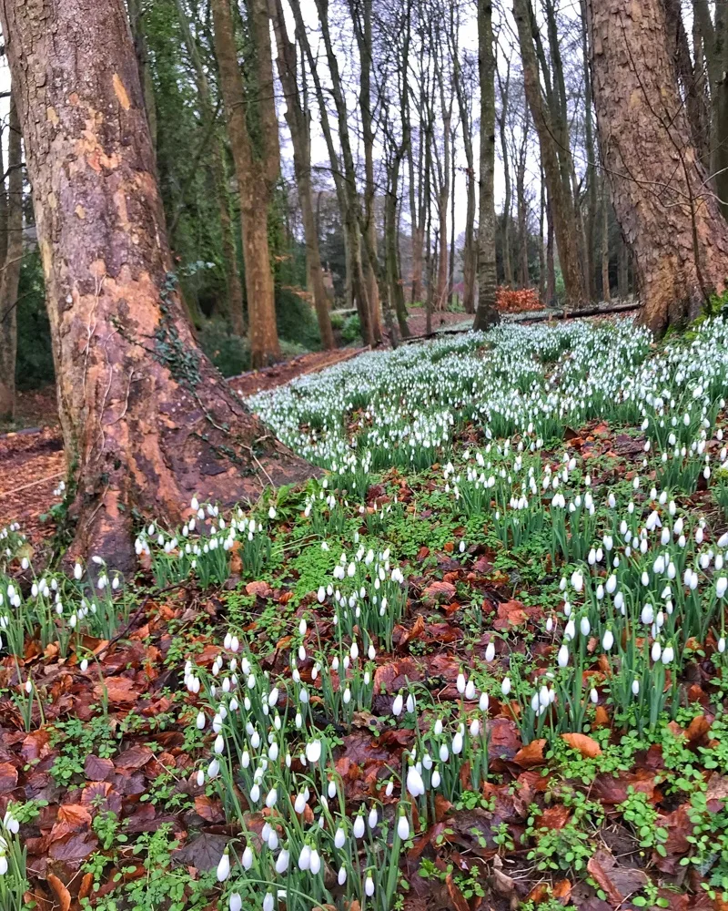 Snowdrops at Painswick Rococo Gardens in the Cotswolds Photo: Heatheronhertravels.com