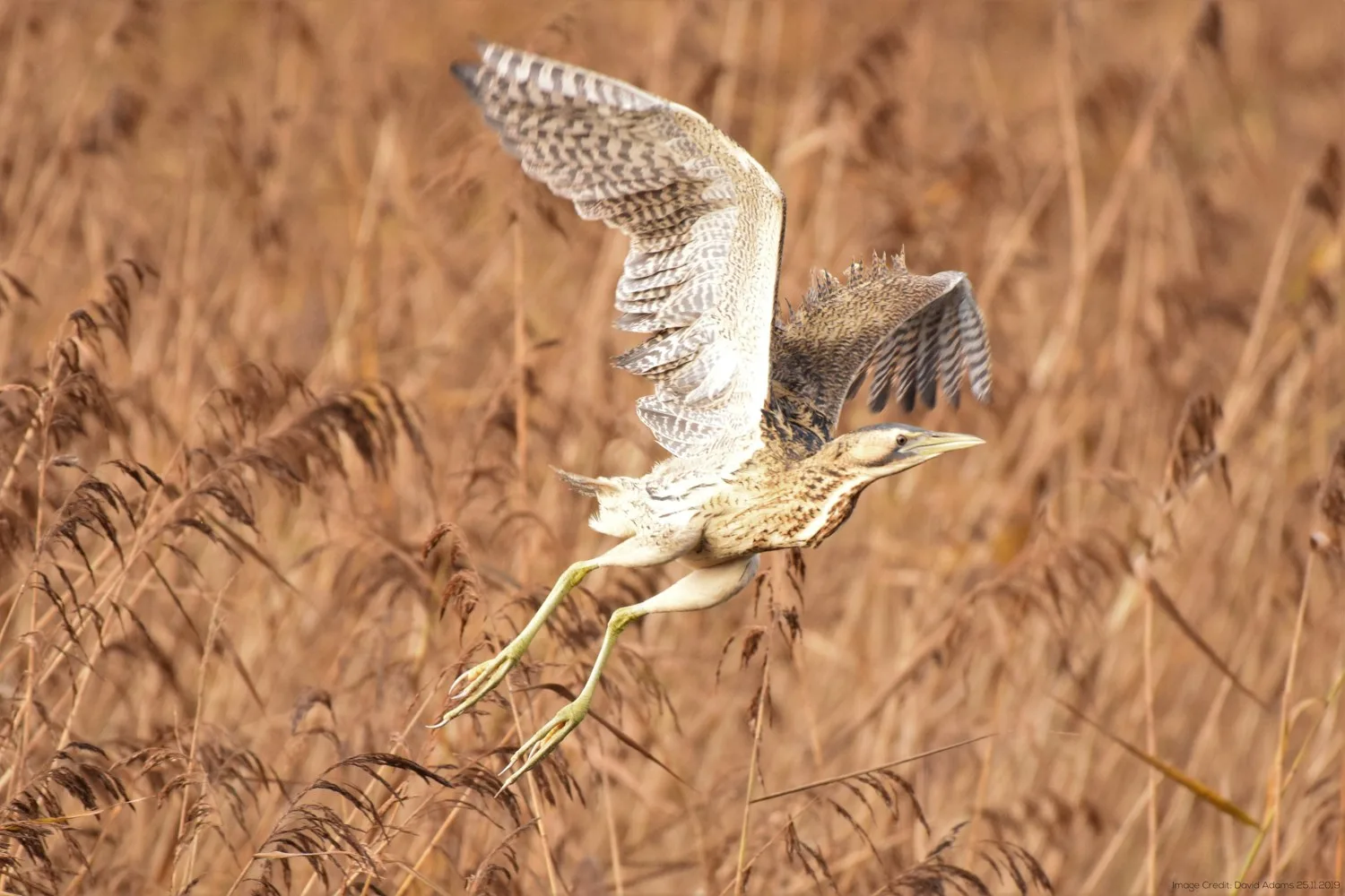 Bittern at the Newport Wetlands Centre Photo David Adams