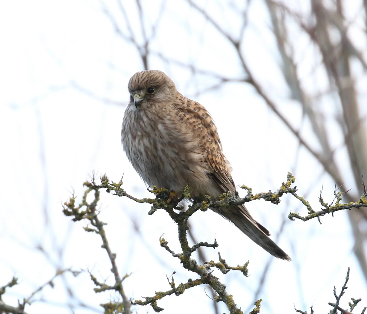 Kestrel at Newport Wetlands Wales Photo Jeremy White