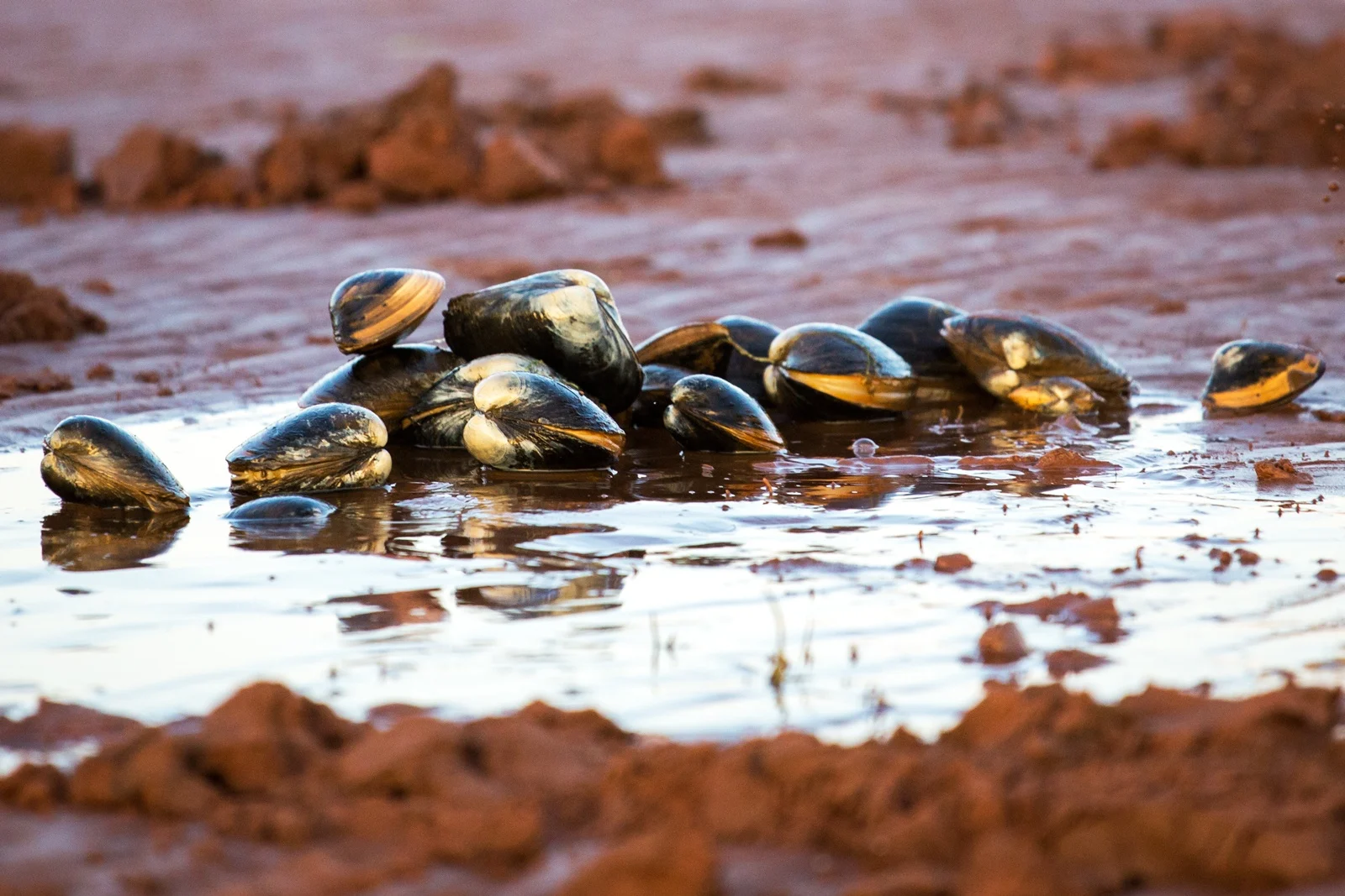 Clams in PEI Photo Credit: ©Tourism PEI / Carrie Gregory