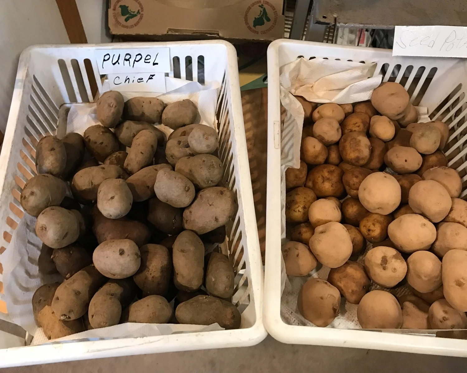 PEI Food - Potatoes in Charlottetown Farmers Market - Photo Heatheronhertravels.com