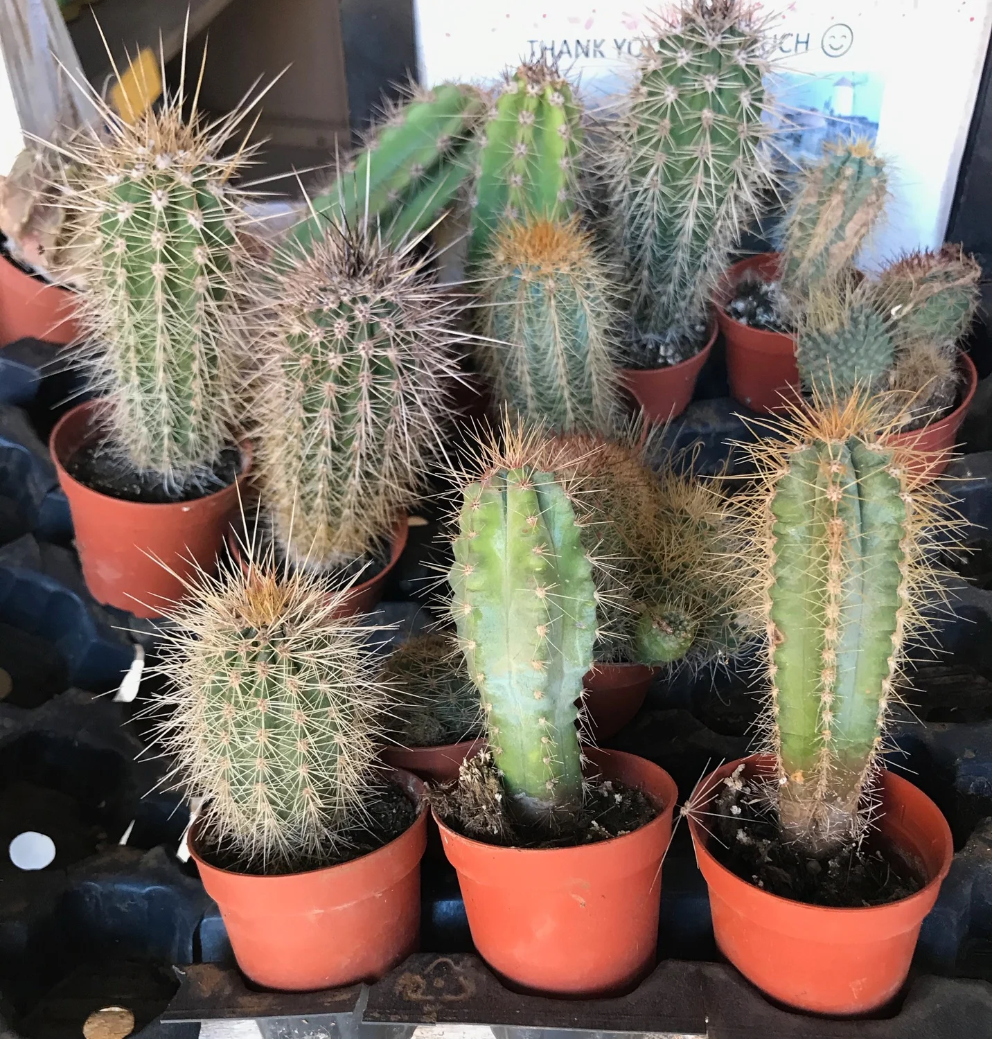 Cactus at Finca de Arrieta with Lanzarote Retreats Photo: Heatheronhertravels.com