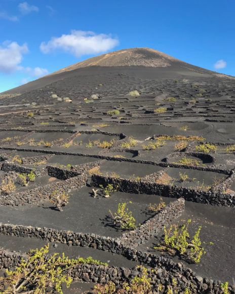 Lanzarote wine - explore the vineyards and wineries