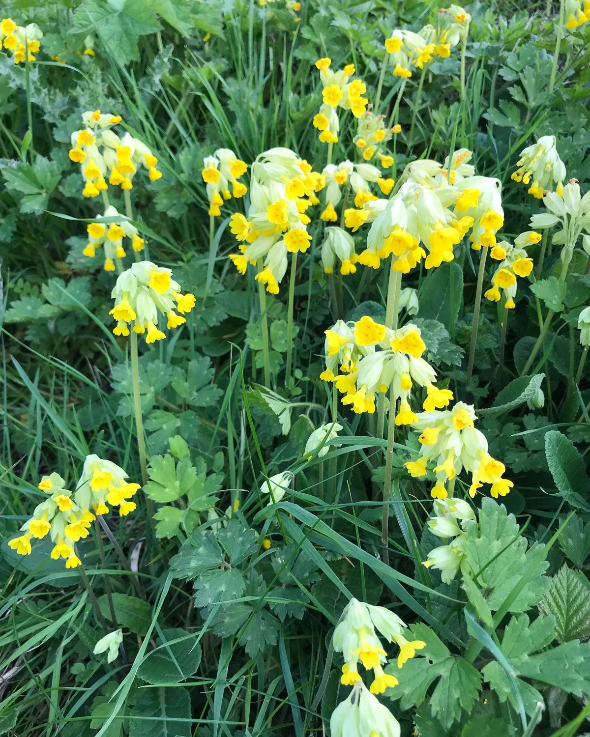 Cowslips - Cotswold Way Photo: Heatheronhertravels.com