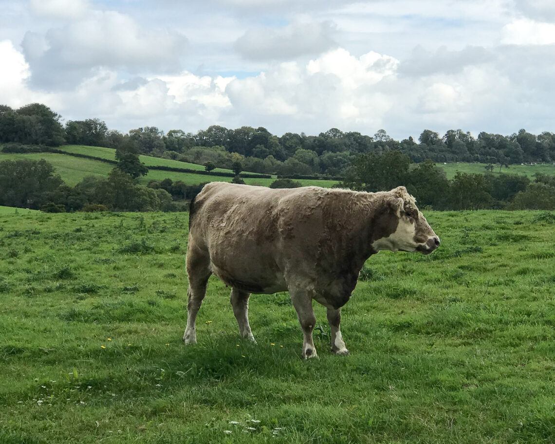 The Cotswold Way - Walking from Bath to Wotton-under-Edge