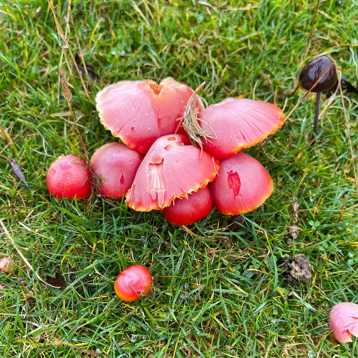 Red Cap mushroom at Trefil Wales Photo Heatheronhertravels.com