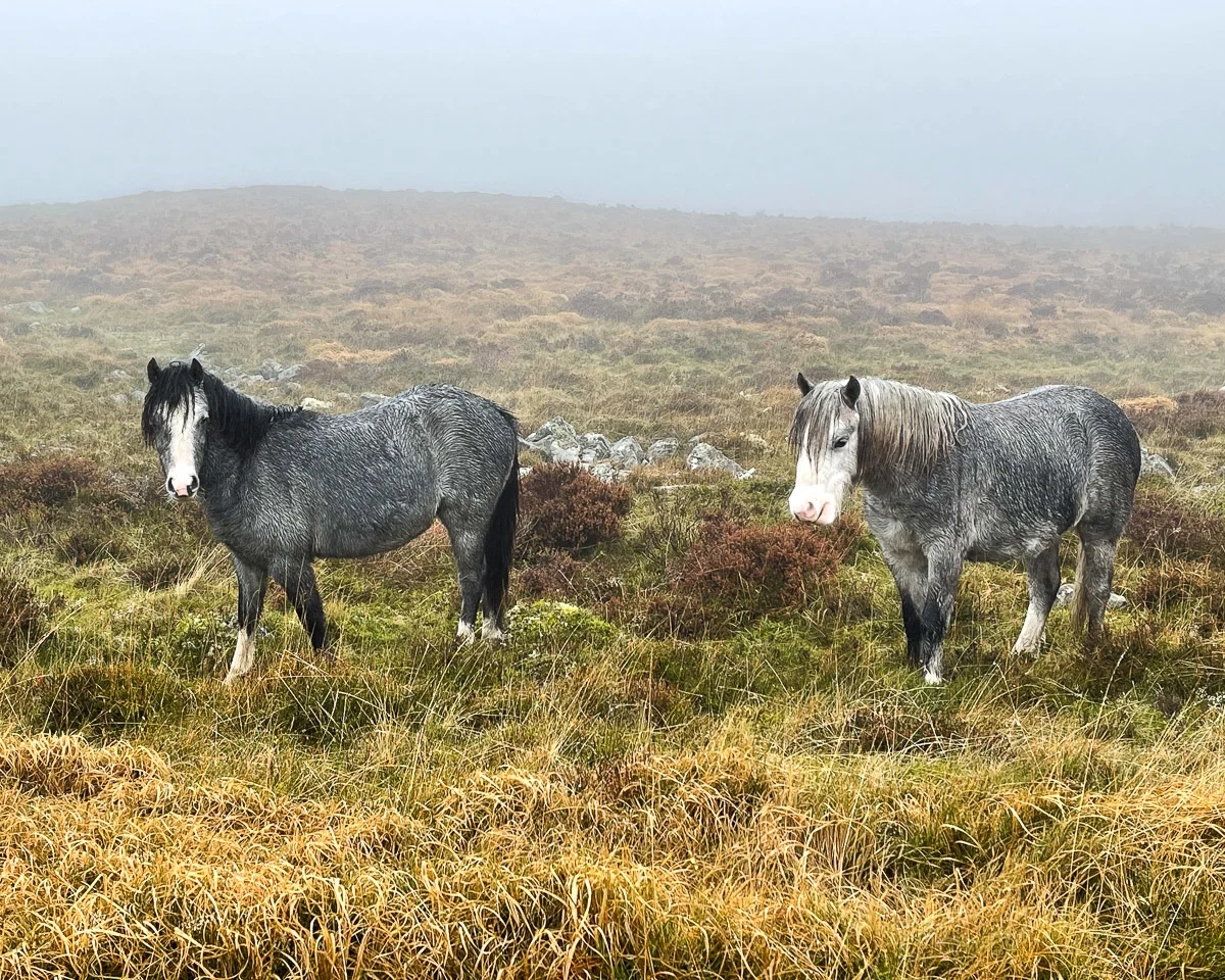 Wild Welsh ponies at Trefil Wales Photo Heatheronhertravels.com