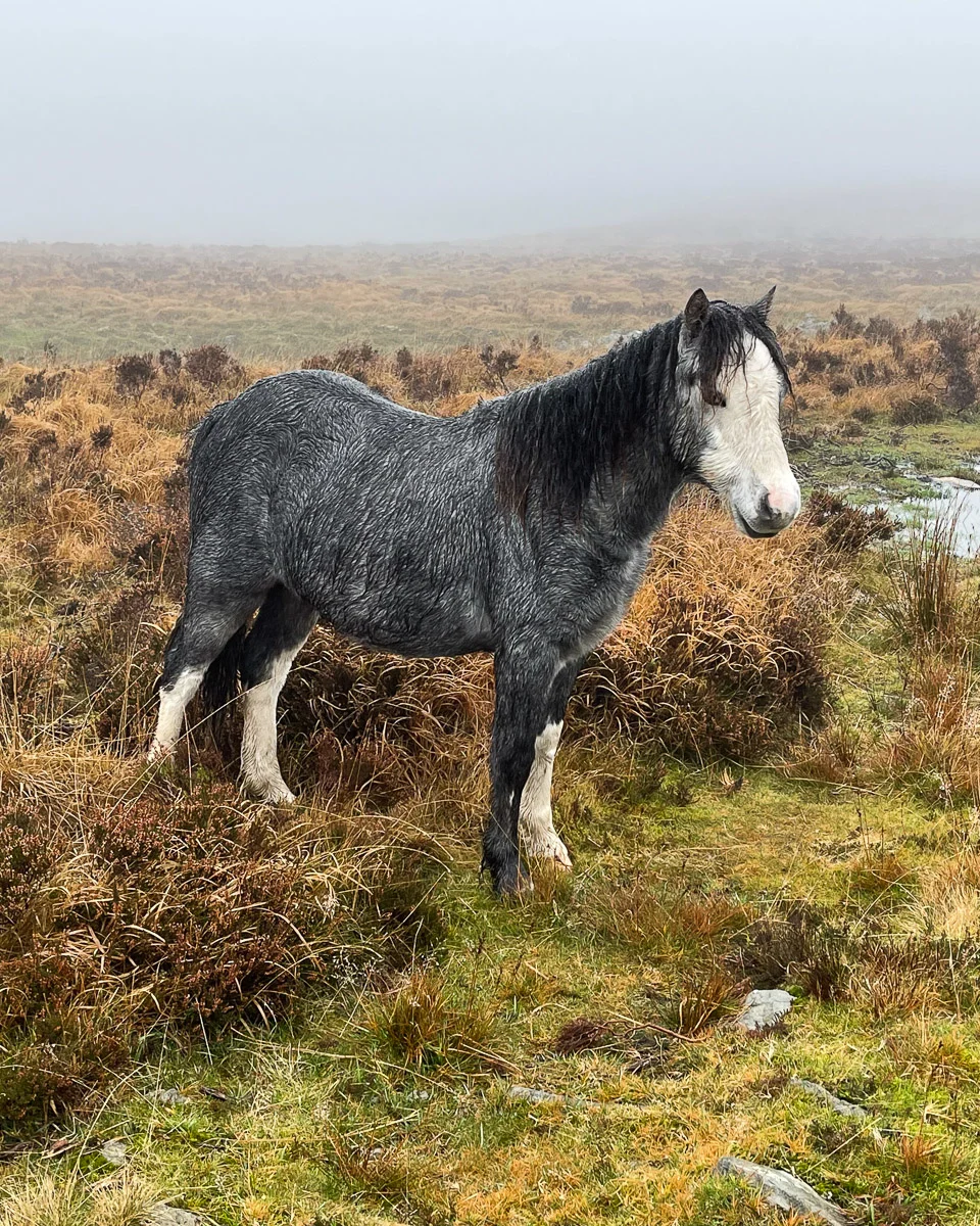 Wild Welsh ponies at Trefil Wales Photo Heatheronhertravels.com