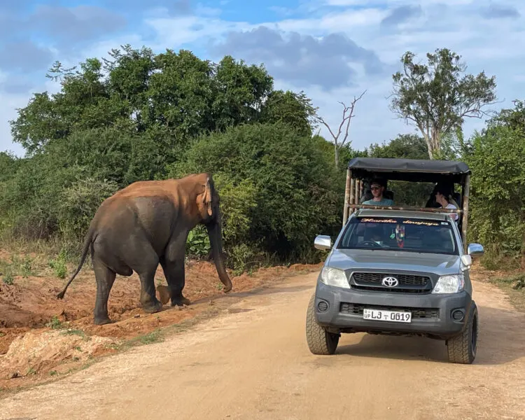 Safari in Sri Lanka Photo Heatheronhertravels.com