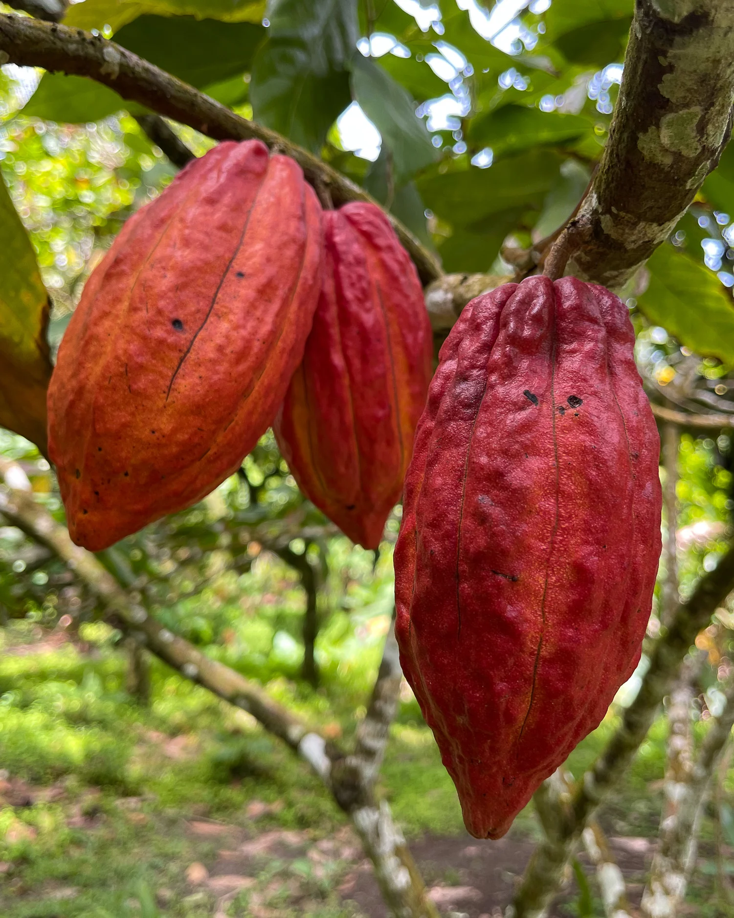 Cacao at Fond Doux Plantation Photo Heatheronhertravels.com