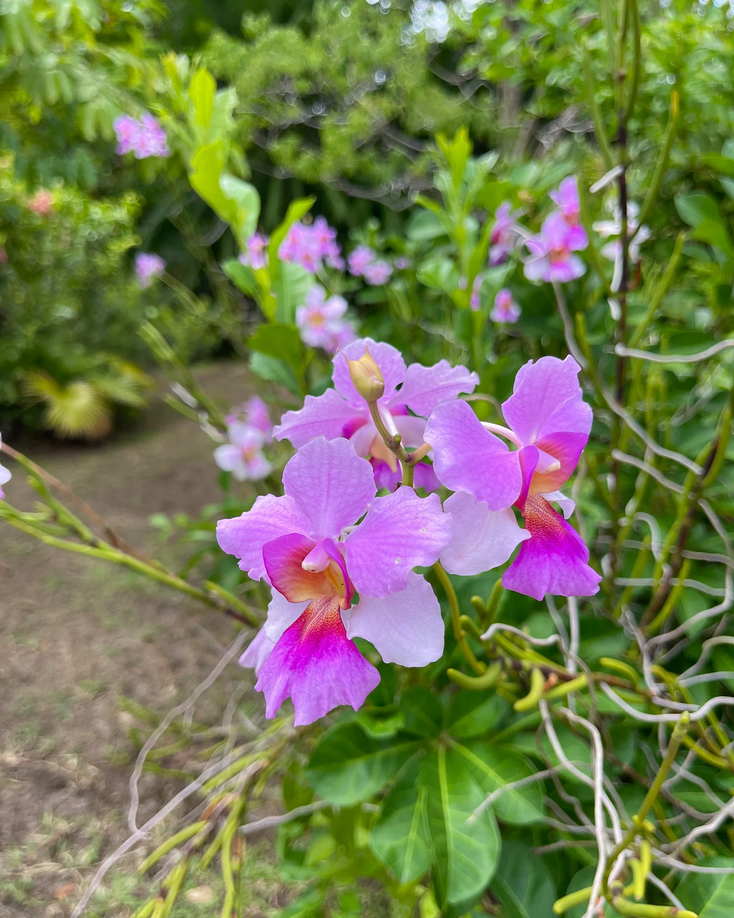 Balenbouche Plantation Saint Lucia Photo Heatheronhertravels.com