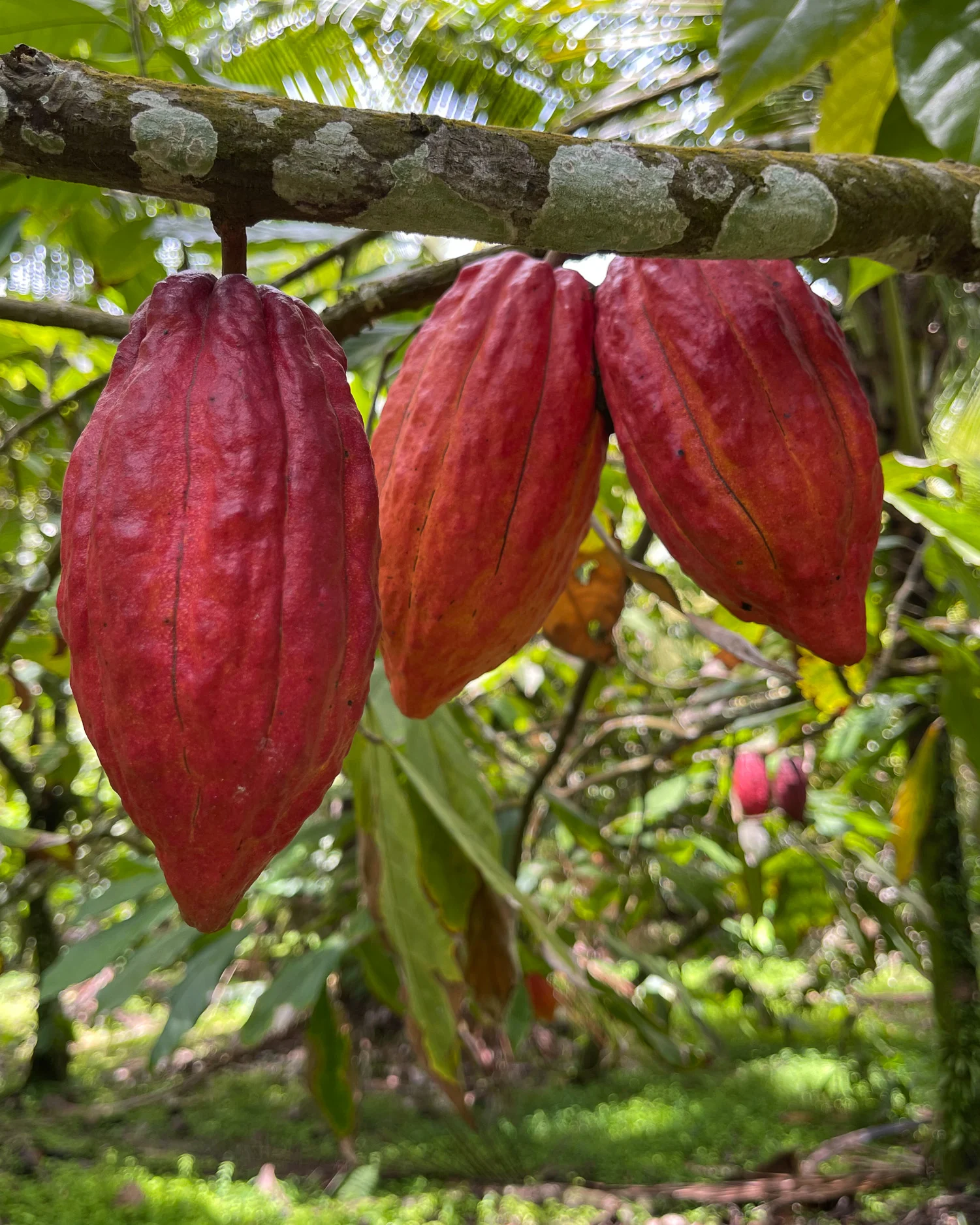 Fond Doux Plantation St Lucia Photo Heatheronhertravels.com