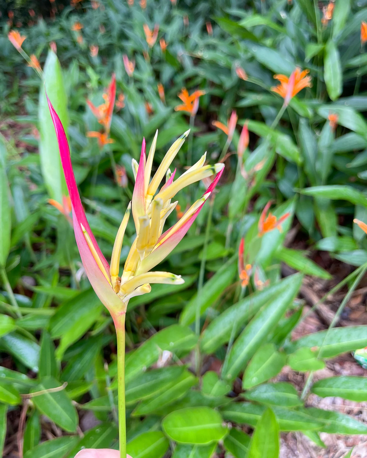 Latille Falls and gardens St Lucia Photo Heatheronhertravels.com