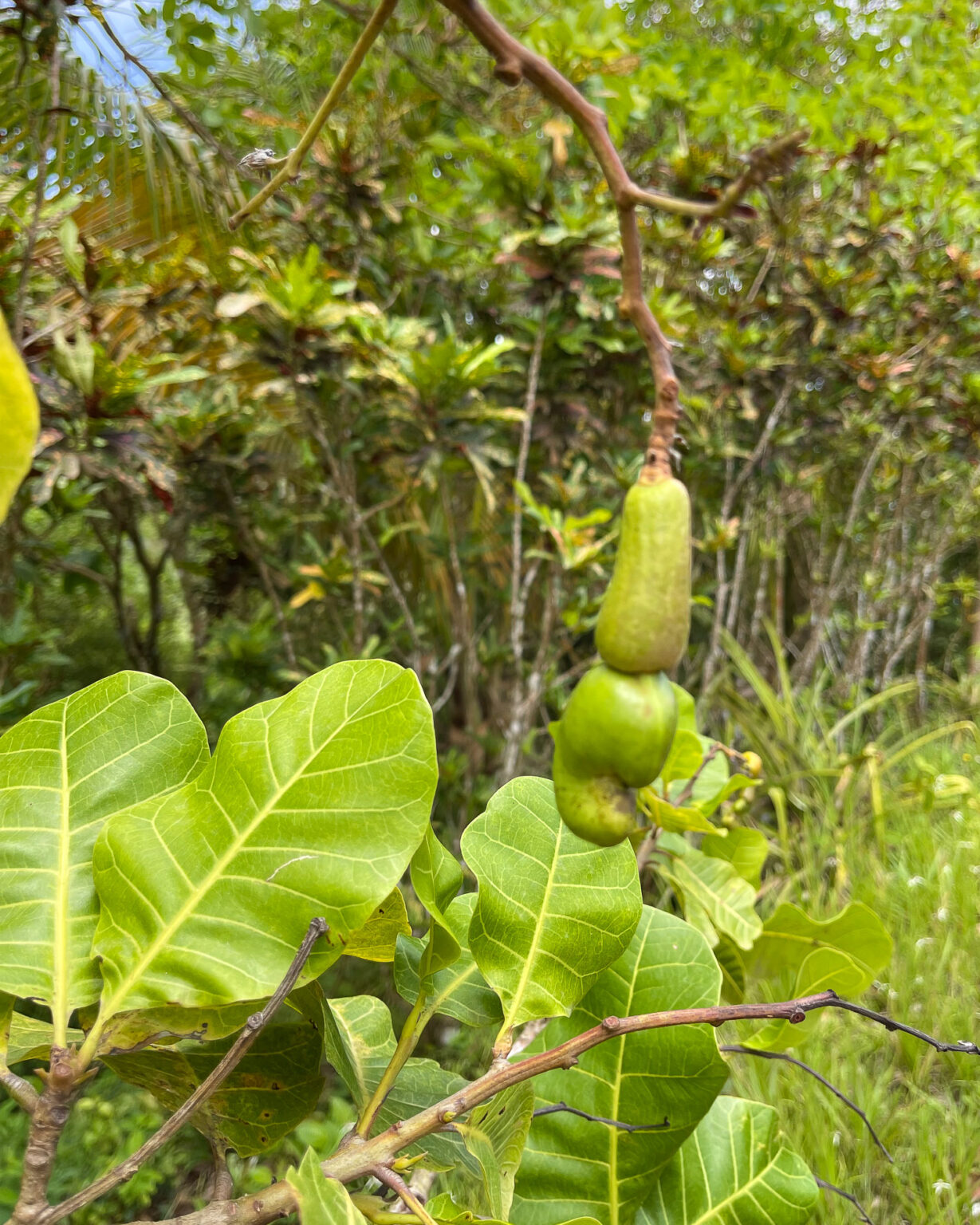 Tet Paul Nature Trail St Lucia Photo Heatheronhertravels.com | Heather 