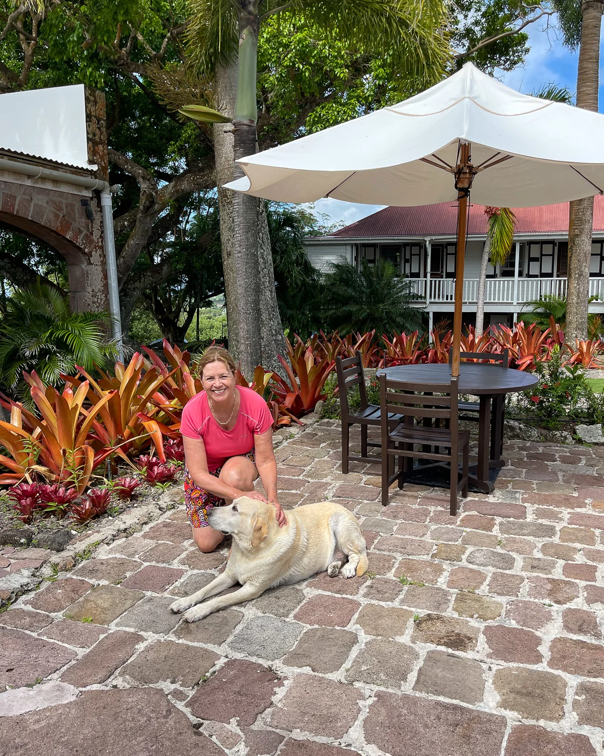 Cosmo the labrador at Montpelier Plantation and beach in Nevis Photo Heatheronhertravels.com