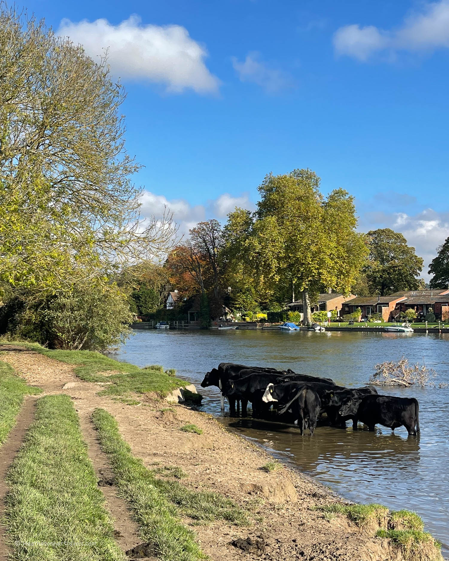 Cows near Cookham - Hiking on the Thames Path National Trail Photo_ © Heatheronhertravels.com