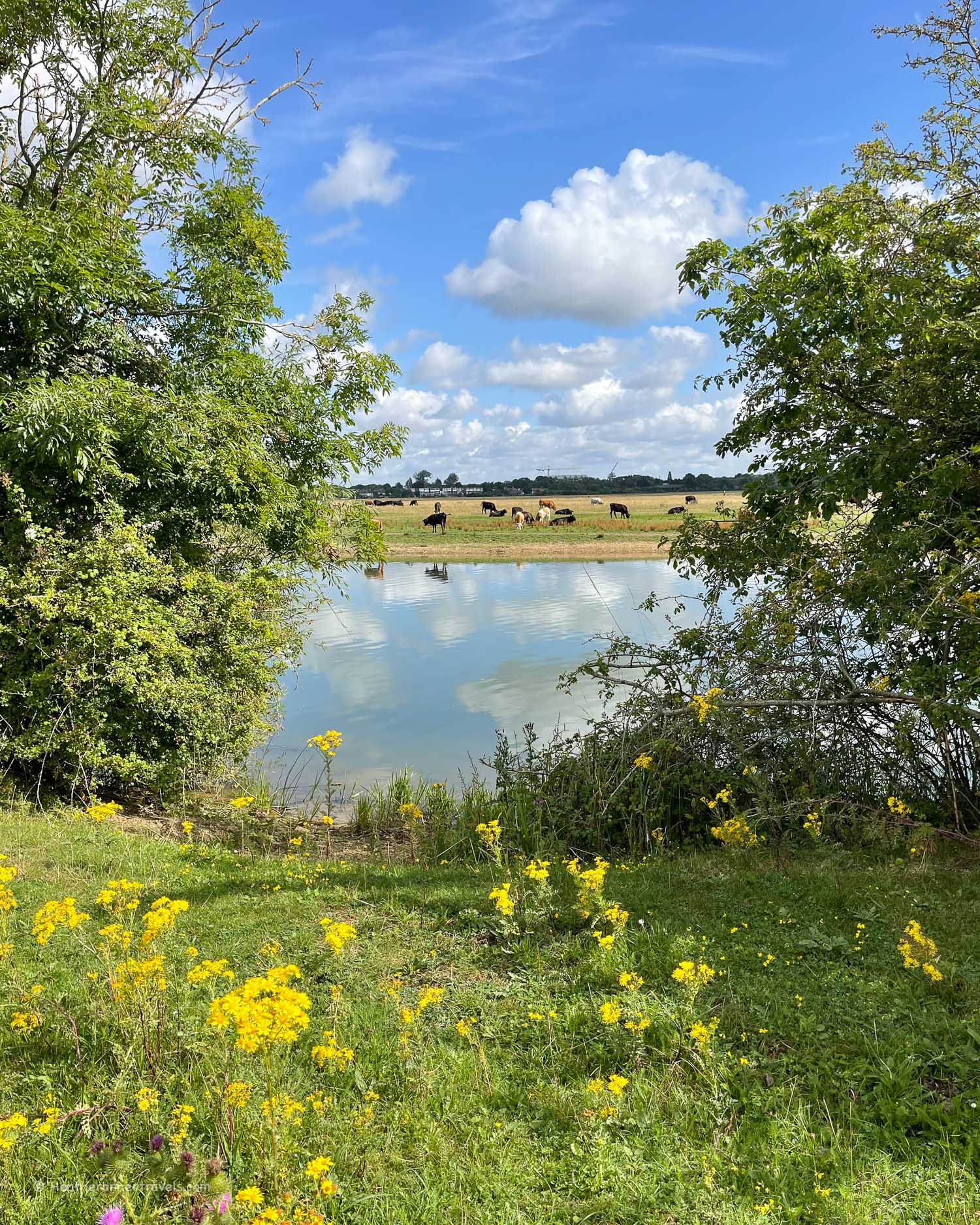 Port Meadow Oxford on the Thames path national trail July 24 Photo Heatheronhertravels.com