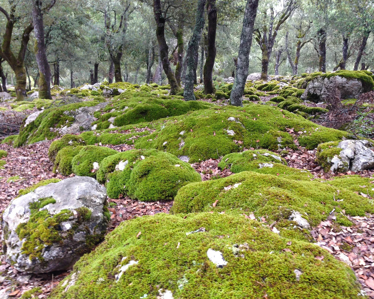 Hiking the Dry Stone Route Mallorca Photo Heatheronhertravels.com