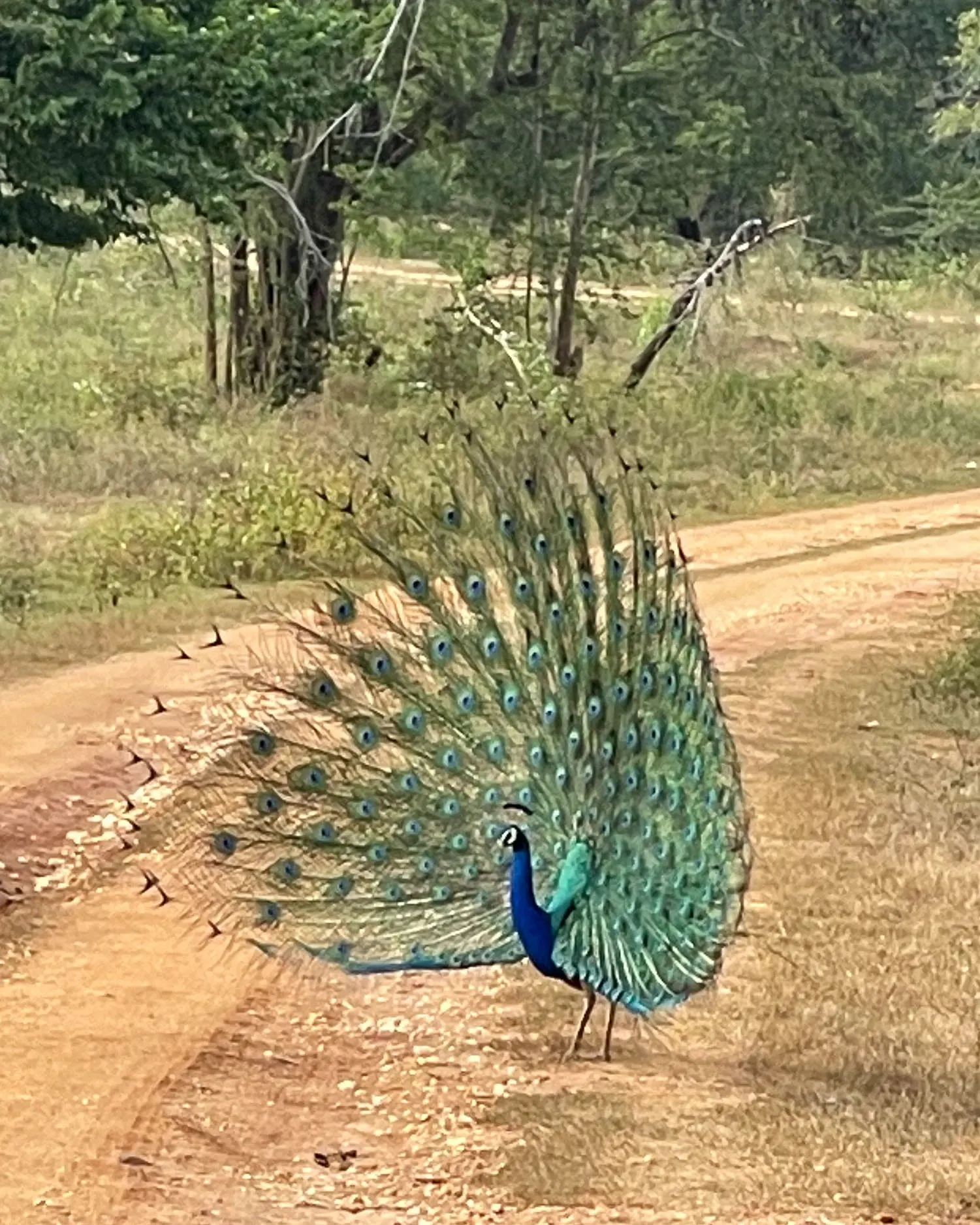 Udawalawe National Park Sri Lanka Photo Heatheronhertravels.com